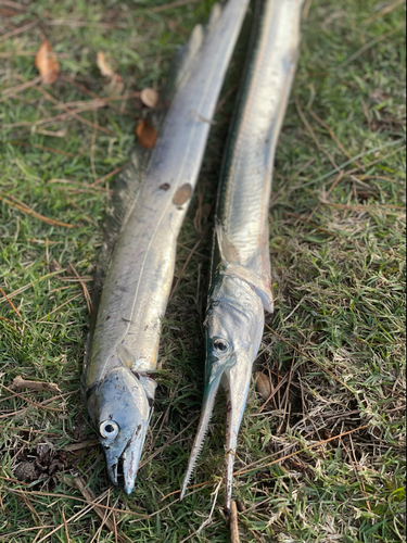 タチウオの釣果