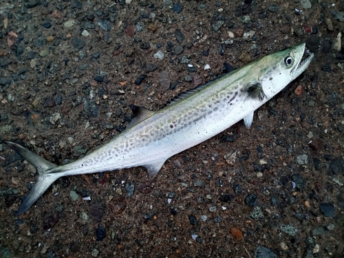 サゴシの釣果