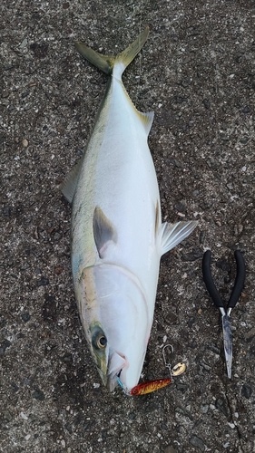 メジロの釣果