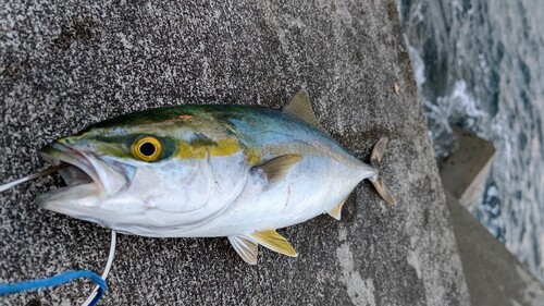 ツバスの釣果