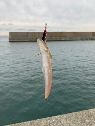 エソの釣果