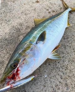 ワラサの釣果