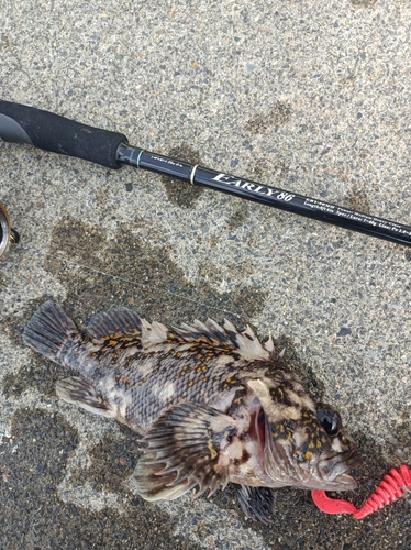 オウゴンムラソイの釣果