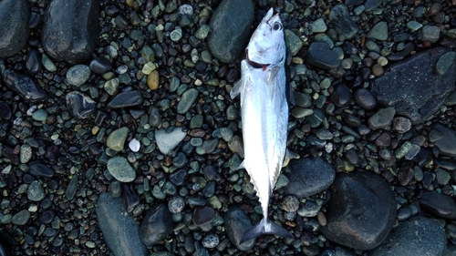 カツオの釣果