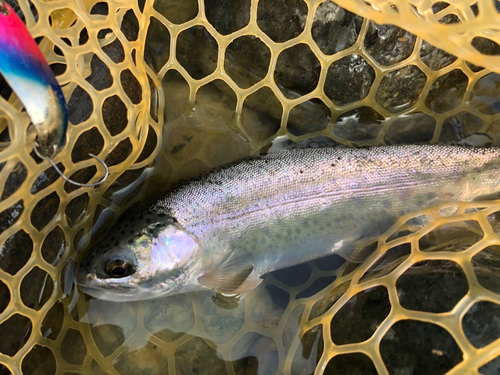 ニジマスの釣果