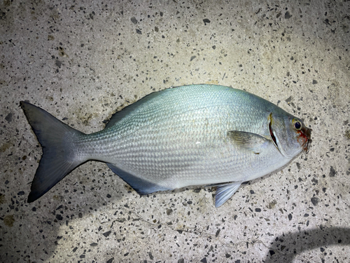 イスズミの釣果