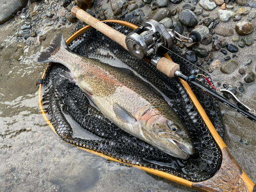 レインボートラウトの釣果