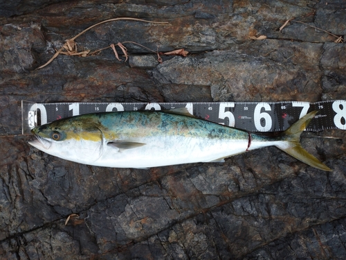 ハマチの釣果