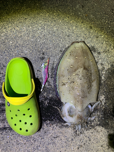 モンゴウイカの釣果