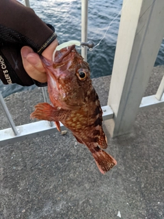 カサゴの釣果