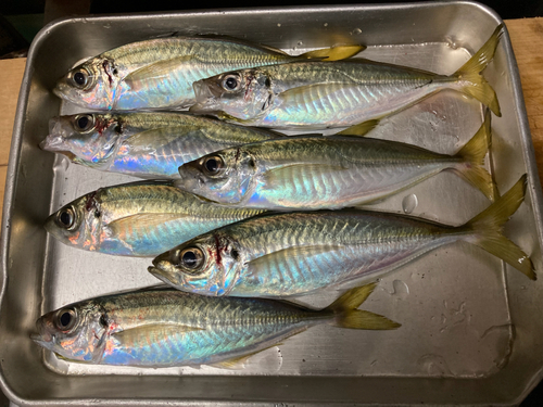 アジの釣果