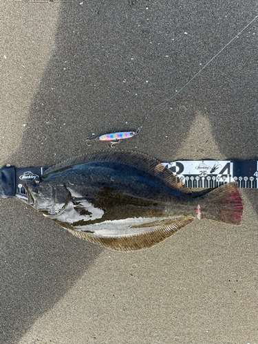 ヒラメの釣果