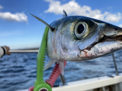 サバの釣果