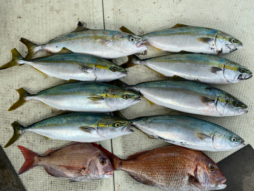 ハマチの釣果