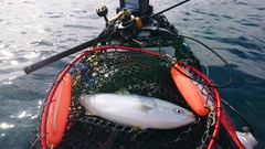 イナダの釣果