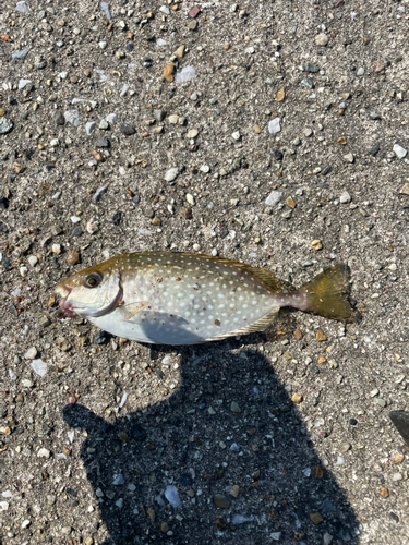 アイゴの釣果