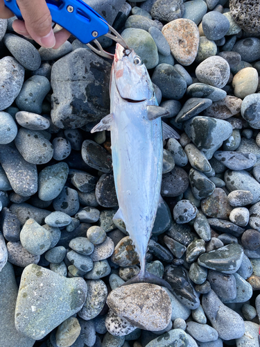 マルソウダの釣果