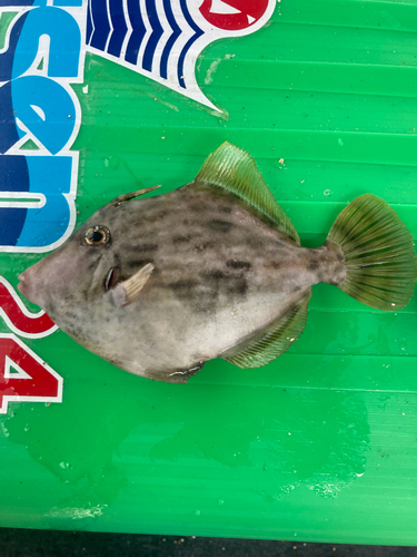 カワハギの釣果