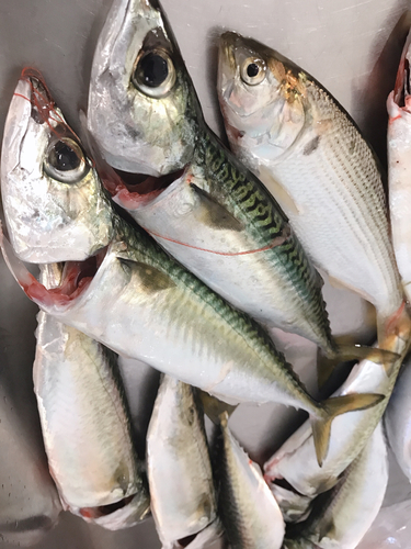 サバの釣果