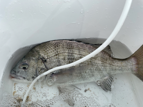 チヌの釣果