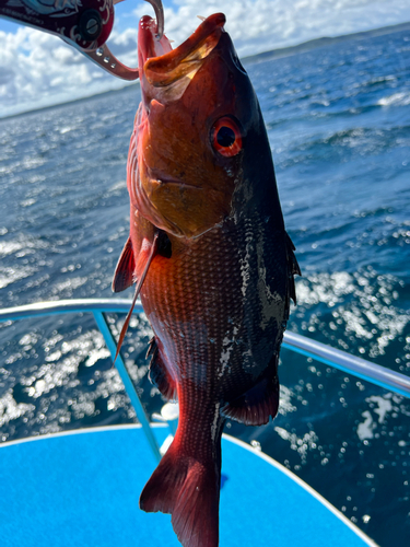 バラフエダイの釣果