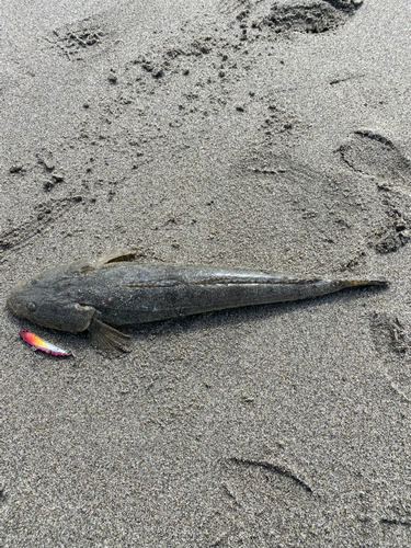 マゴチの釣果