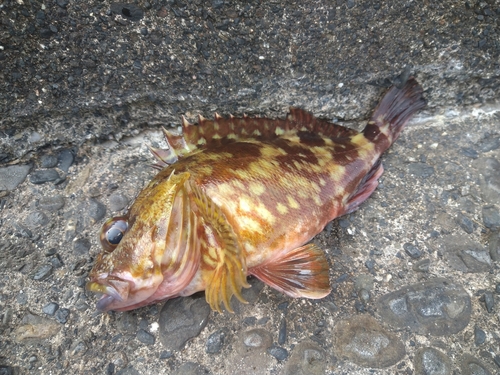 カサゴの釣果