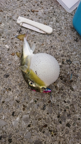 シロサバフグの釣果