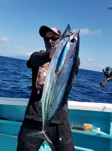 カツオの釣果