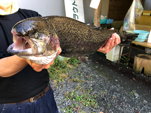 トラウトの釣果