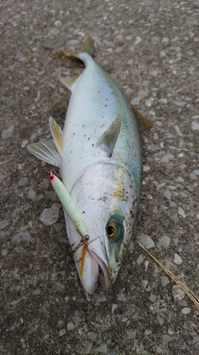 ハマチの釣果