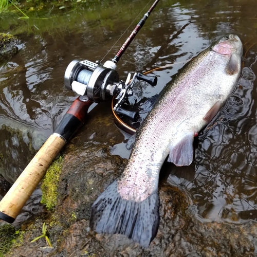 ニジマスの釣果