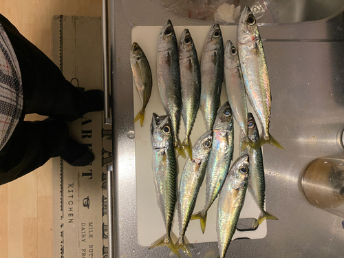 サバの釣果