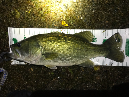 ブラックバスの釣果