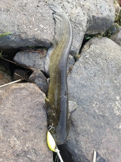 ナマズの釣果