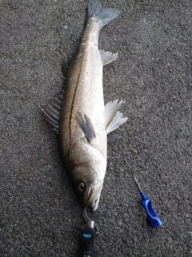 スズキの釣果