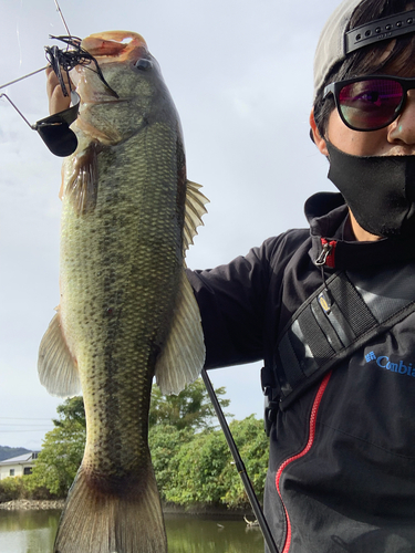 ブラックバスの釣果