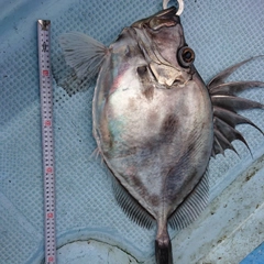 カガミダイの釣果