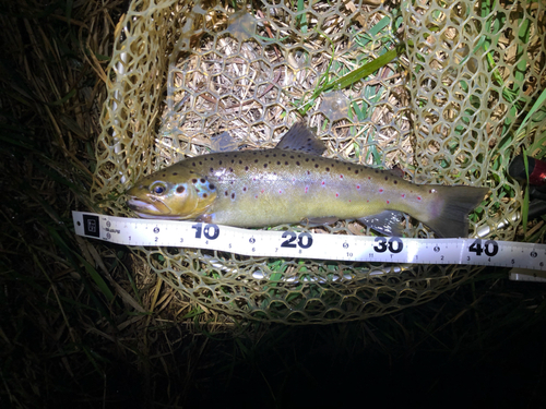 ブラウントラウトの釣果