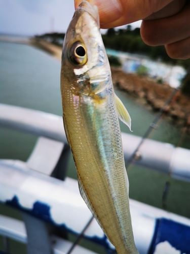 キスの釣果