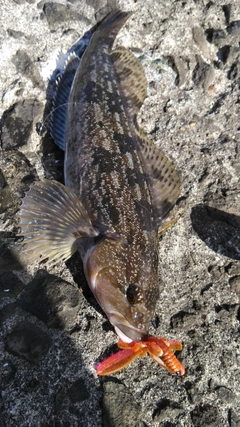 アイナメの釣果