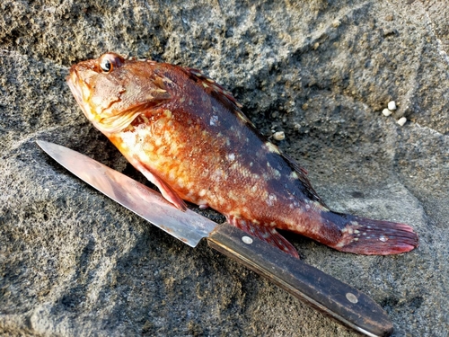 カサゴの釣果