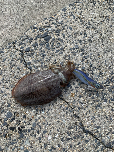 コウイカの釣果