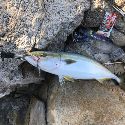 ハマチの釣果