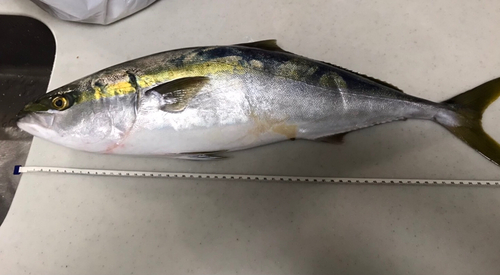 ハマチの釣果