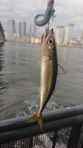 サバの釣果