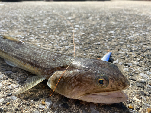 エソの釣果