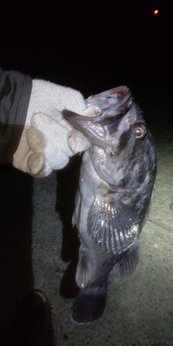 クロソイの釣果