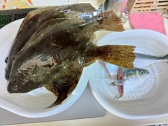 ヒラメの釣果