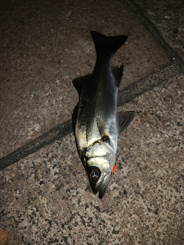 セイゴ（マルスズキ）の釣果